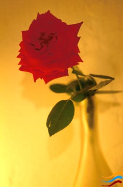 rose
